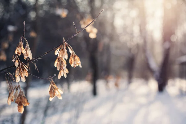 Torra Växter Vinterskog Solig Dag Vinter Bakgrund Eller Tapeter Selektiv — Stockfoto