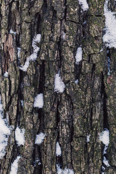 Textura Madeira Escura Fundo Com Neve Close Lugar Para Texto — Fotografia de Stock