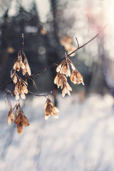 Piante Secche Una Foresta Invernale Una Giornata Sole Sfondo Invernale — Foto Stock