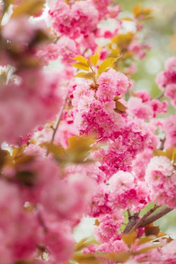 İlkbahar bahçesindeki Sakura ağacında harika pembe kiraz çiçekleri. Seçici odak.