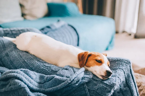 Rozkošné Štěně Jack Russell Terrier Spí Modré Přikrývce Portrét Malého — Stock fotografie