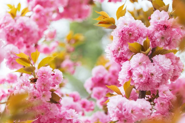 春の庭にある桜の木にピンクの桜が見事です 選択的焦点 — ストック写真