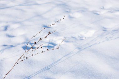 Karda kurumuş bitki. Kış güneşli bir gün. Doğal arkaplan. 