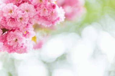 İlkbahar bahçesindeki Sakura ağacında harika pembe kiraz çiçekleri. Mesaj için yer. Seçici odak.