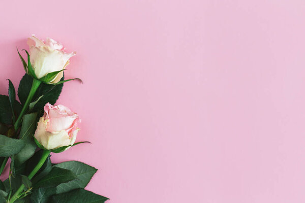Tender pink roses on pastel pink background. Greeting card for Women's day. Flat lay. Place for text. 