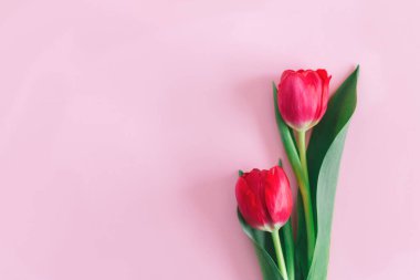 Pastel pembe arka planda yumuşak pembe laleler. Kadınlar Günü için tebrik kartı. Düz yatıyordu. Metin için yer. 