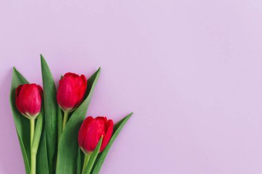 Pastel menekşe arkaplanda yumuşak pembe laleler. Kadınlar Günü için tebrik kartı. Düz yatıyordu. Metin için yer. 