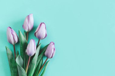 Turkuaz arka planda yumuşak mor laleler. Kadınlar Günü için tebrik kartı. Düz yatıyordu. Metin için yer. 