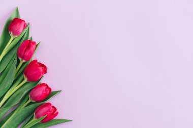 Pastel menekşe arkaplanda yumuşak pembe laleler. Kadınlar Günü için tebrik kartı. Düz yatıyordu. Metin için yer. 