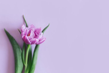 Pastel menekşe arkaplanda yumuşak mor lale. Kadınlar Günü için tebrik kartı. Düz yatıyordu. Metin için yer. 