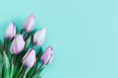 Turkuaz arka planda yumuşak mor laleler. Kadınlar Günü için tebrik kartı. Düz yatıyordu. Metin için yer. 