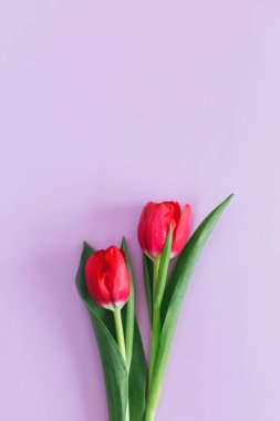 Pastel menekşe arkaplanda yumuşak pembe laleler. Kadınlar Günü için tebrik kartı. Düz yatıyordu. Metin için yer. 