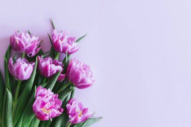 Pastel menekşe arkaplanda yumuşak mor laleler. Kadınlar Günü için tebrik kartı. Düz yatıyordu. Metin için yer. 