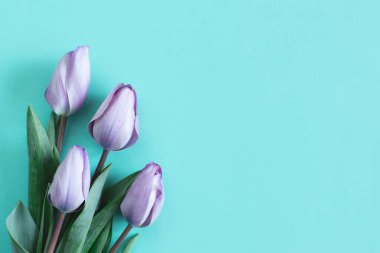 Turkuaz arka planda yumuşak mor laleler. Kadınlar Günü için tebrik kartı. Düz yatıyordu. Metin için yer. 