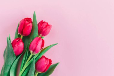 Pastel pembe arka planda yumuşak pembe laleler. Kadınlar Günü için tebrik kartı. Düz yatıyordu. Metin için yer. 