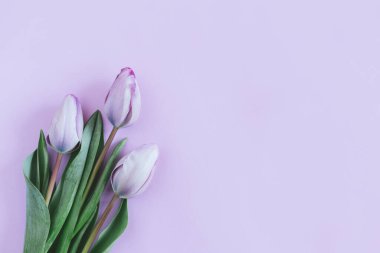 Pastel menekşe arkaplanda yumuşak mor laleler. Kadınlar Günü için tebrik kartı. Düz yatıyordu. Metin için yer. 