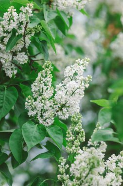 Bahar bahçesinde çiçek açan beyaz leylak dalı. Seçici odak.