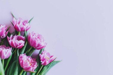 Pastel menekşe arkaplanda yumuşak mor laleler. Kadınlar Günü için tebrik kartı. Düz yatıyordu. Metin için yer. 