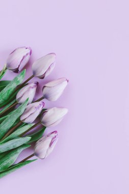 Pastel menekşe arkaplanda yumuşak mor laleler. Kadınlar Günü için tebrik kartı. Düz yatıyordu. Metin için yer. 