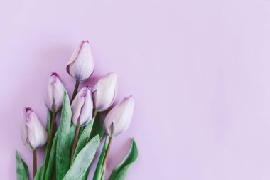 Pastel menekşe arkaplanda yumuşak mor laleler. Kadınlar Günü için tebrik kartı. Düz yatıyordu. Metin için yer. 