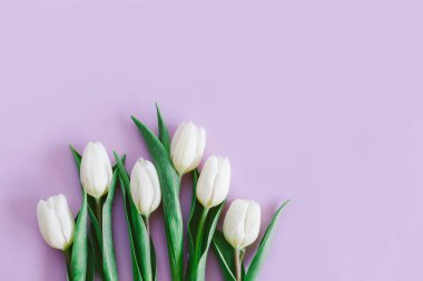 Pastel mor arka planda yumuşak beyaz laleler. Kadınlar Günü için tebrik kartı. Düz yatıyordu. Metin için yer. 