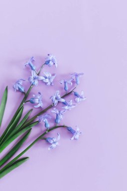 Pastel menekşe arkaplanda yumuşak sümbül çiçekleri. Kadınlar Günü için tebrik kartı. Düz yatıyordu. Metin için yer.