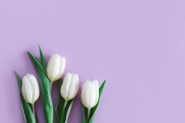 Pastel mor arka planda yumuşak beyaz laleler. Kadınlar Günü için tebrik kartı. Düz yatıyordu. Metin için yer. 