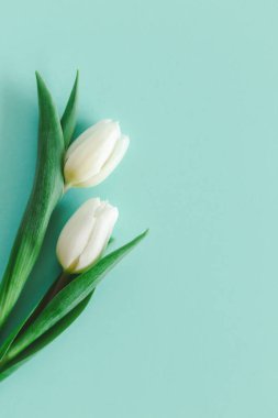 Pastel turkuaz arka planda yumuşak beyaz laleler. Kadınlar Günü için tebrik kartı. Düz yatıyordu. Metin için yer. 