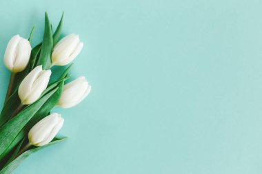 Pastel turkuaz arka planda yumuşak beyaz laleler. Kadınlar Günü için tebrik kartı. Düz yatıyordu. Metin için yer. 