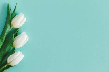 Pastel turkuaz arka planda yumuşak beyaz laleler. Kadınlar Günü için tebrik kartı. Düz yatıyordu. Metin için yer. 