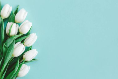 Pastel turkuaz arka planda yumuşak beyaz laleler. Kadınlar Günü için tebrik kartı. Düz yatıyordu. Metin için yer. 