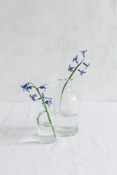 Delikatne Kwiaty Hiacyntu Butelkach Białym Tle Koncepcja Minimalna — Zdjęcie stockowe