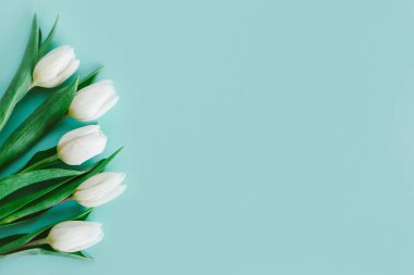 Pastel turkuaz arka planda yumuşak beyaz laleler. Kadınlar Günü için tebrik kartı. Düz yatıyordu. Metin için yer. 