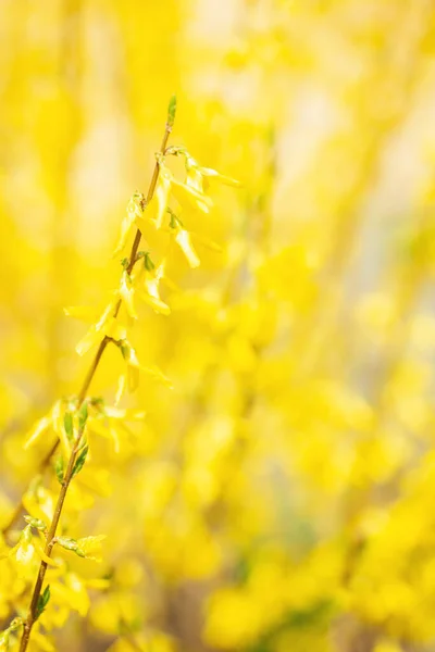 Fantastiska Gula Forsythia Blommor Och Blå Himmel Golden Bell Border — Stockfoto