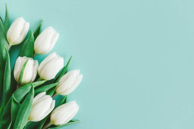 Pastel turkuaz arka planda yumuşak beyaz laleler. Kadınlar Günü için tebrik kartı. Düz yatıyordu. Metin için yer. 