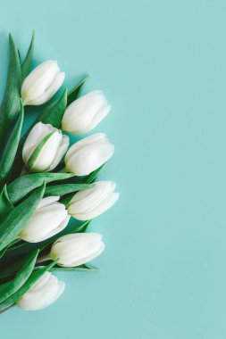 Pastel turkuaz arka planda yumuşak beyaz laleler. Kadınlar Günü için tebrik kartı. Düz yatıyordu. Metin için yer. 