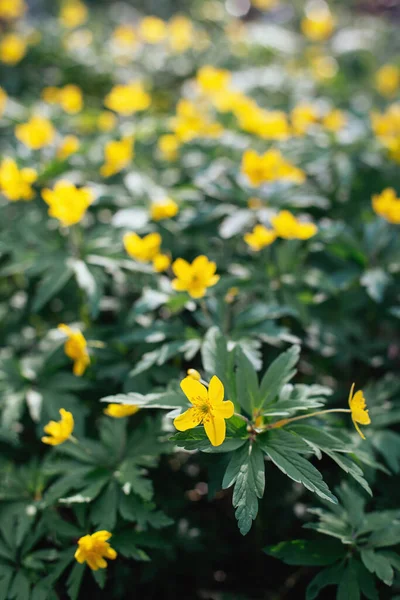 Hermosas Flores Amarillas Bosque Primavera Enfoque Selectivo — Foto de Stock