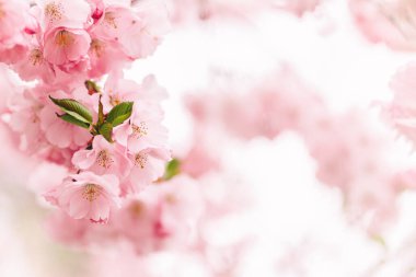 Sakura ağacında harika pembe kiraz çiçekleri. Güzel bir bahar ağacı. Seçici odaklanma. Metin için yer.