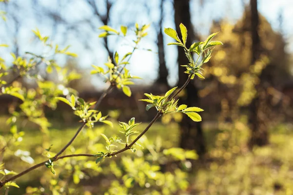 Zweige Mit Frischen Grünen Blättern Einem Park Unscharfer Frühlingshintergrund Schöner — Stockfoto