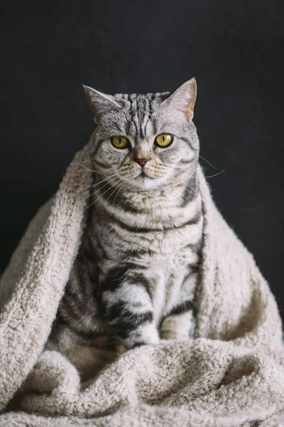 Gato Gracioso Raza Straight Escocesa Una Bufanda Punto Cálido Gato — Foto de Stock