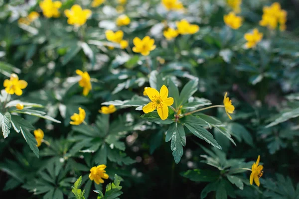 Hermosas Flores Amarillas Bosque Primavera Enfoque Selectivo — Foto de Stock