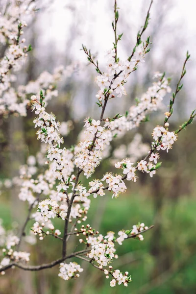 Zweige Eines Blühenden Baumes Auf Einem Gartenhintergrund Frühlingsblüte Selektiver Fokus — Stockfoto