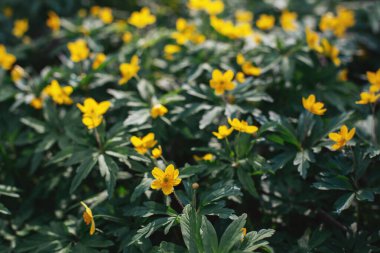 Bahar ormanındaki güzel sarı çiçekler. Seçici odak.