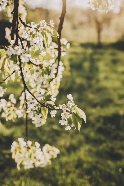 Zweige Eines Blühenden Baumes Auf Einem Gartenhintergrund Frühlingsblüte Selektiver Fokus — Stockfoto