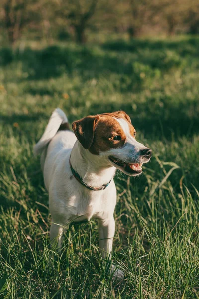 Adorable Chien Jack Russell Terrier Sur Une Herbe Verte Dans — Photo