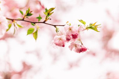 Sakura ağacında harika pembe kiraz çiçekleri. Güzel bir bahar ağacı. Seçici odak. 