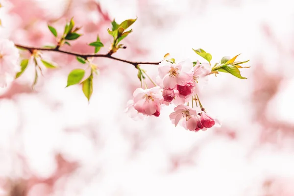 Erstaunlich Rosa Kirschblüten Auf Dem Sakura Baum Schöner Frühlingsbaum Selektiver — Stockfoto