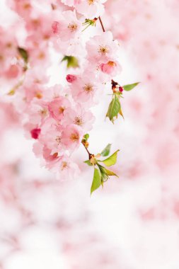 Sakura ağacında harika pembe kiraz çiçekleri. Güzel bir bahar ağacı. Seçici odak. 