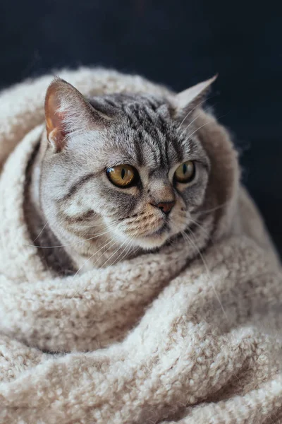 Смешная Кошка Шотландская Прямая Порода Теплом Вязаном Шарфе Серая Кошка — стоковое фото