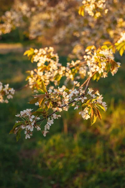 庭の背景に咲く木の枝 春の花 選択的焦点 — ストック写真